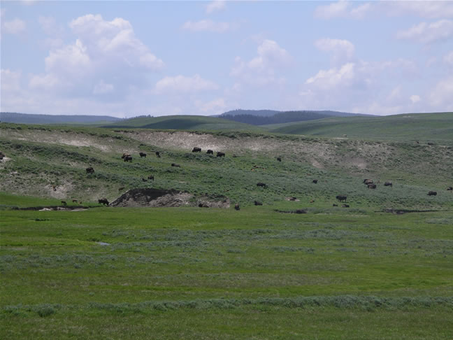 images/Bison enjoyning their time.jpg